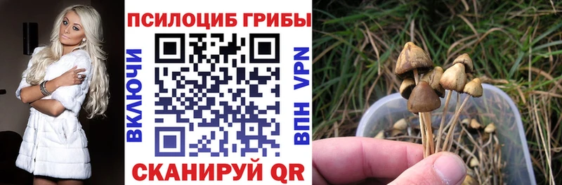 где купить наркотик  Порхов  Псилоцибиновые грибы GOLDEN TEACHER 